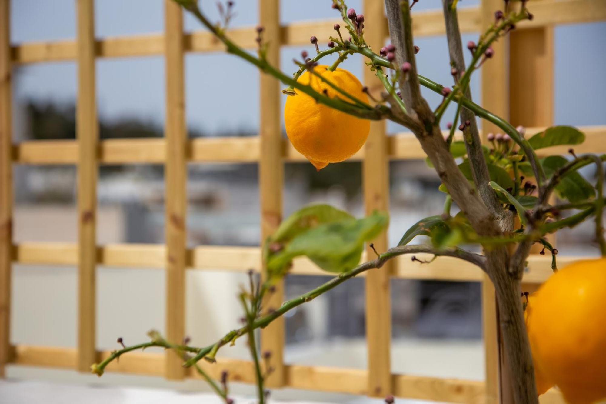 Erato By Heloni Apartments Atenas Exterior foto